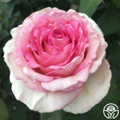 Eleganza® Pink Enchantment® -HEIRLOOM ROSES Sales pink enchanment 5