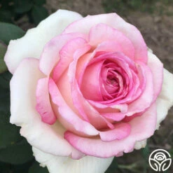 Eleganza® Pink Enchantment® -HEIRLOOM ROSES Sales pink enchanment 6