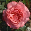 Pink Flamingo™ -HEIRLOOM ROSES Sales pink flamingo 1