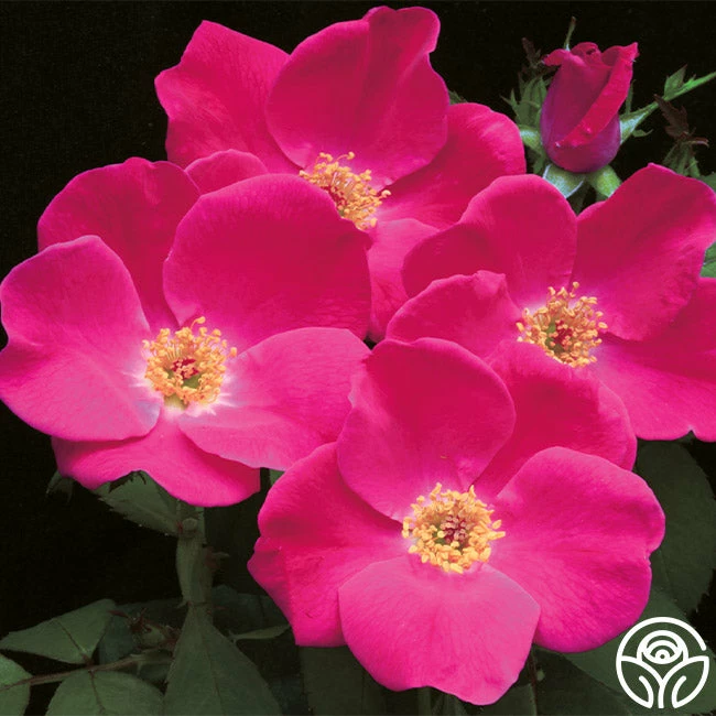 Pink Home Run 3 Pink Home Run