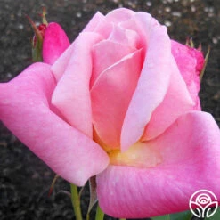 Pink Parfait -HEIRLOOM ROSES Sales pink parfait 2 1 1