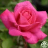 Pink Peace -HEIRLOOM ROSES Sales pink peace 1 8