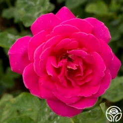 Pink Peace -HEIRLOOM ROSES Sales pink peace 2