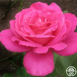 Pink Peace -HEIRLOOM ROSES Sales pink peace 3 7