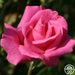 Perfume Delight -HEIRLOOM ROSES Sales pink perfume 4