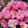 Forever & Ever® Pink -HEIRLOOM ROSES Sales pink snowflakes 1