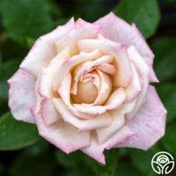 Pinkerbelle™ -HEIRLOOM ROSES Sales pinkerbelle 3