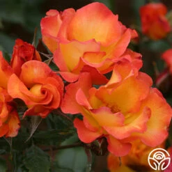 Playboy® -HEIRLOOM ROSES Sales playboy 1 8