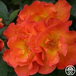 Playboy® -HEIRLOOM ROSES Sales playboy 3 8