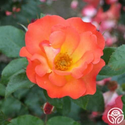 Playboy® -HEIRLOOM ROSES Sales playboy 6 1 1