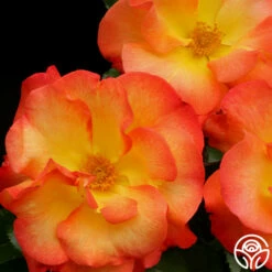 Playboy® -HEIRLOOM ROSES Sales playboy 7 8