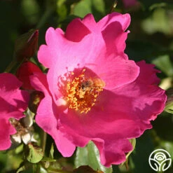 Playgirl™ -HEIRLOOM ROSES Sales playgirl 3 5