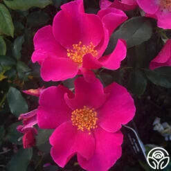 Playgirl™ -HEIRLOOM ROSES Sales playgirl 5 1 1