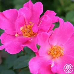 Playgirl™ -HEIRLOOM ROSES Sales playgirl 6