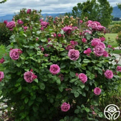 Sunbelt® Plum Perfect 10 Sunbelt® Plum Perfect -HEIRLOOM ROSES Sales plum perfect 1 1