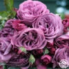 Sunbelt® Plum Perfect -HEIRLOOM ROSES Sales plum perfect 2 1