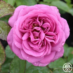 Sunbelt® Plum Perfect 13 Sunbelt® Plum Perfect -HEIRLOOM ROSES Sales plum perfect 4 1