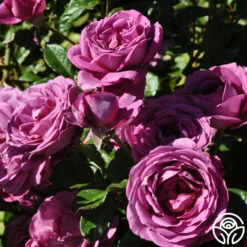 Sunbelt® Plum Perfect 12 Sunbelt® Plum Perfect -HEIRLOOM ROSES Sales plum perfect 5 1