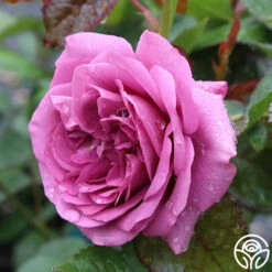Sunbelt® Plum Perfect 11 Sunbelt® Plum Perfect -HEIRLOOM ROSES Sales plum perfect 6