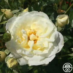 Sunbelt® Polar Express -HEIRLOOM ROSES Sales polar express 3 3