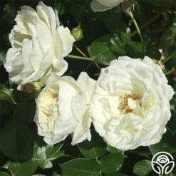Sunbelt® Polar Express -HEIRLOOM ROSES Sales polar express 4 1 1