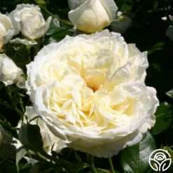 Sunbelt® Polar Express -HEIRLOOM ROSES Sales polar express 6