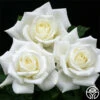 Polar Star® -HEIRLOOM ROSES Sales polar star 2 4