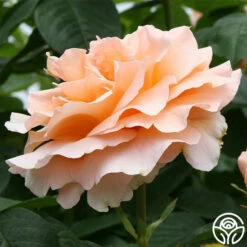 Polka® -HEIRLOOM ROSES Sales polka 4 2