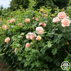 Polka® -HEIRLOOM ROSES Sales polka 5 5