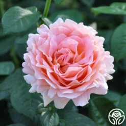 Polka® -HEIRLOOM ROSES Sales polka 7 5