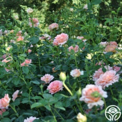 Polka® -HEIRLOOM ROSES Sales polka 8 5