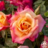 Polynesian Punch™ -HEIRLOOM ROSES Sales polynesian punch 1 4