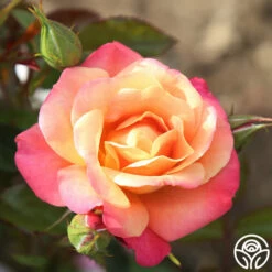 Polynesian Punch™ 26 Polynesian Punch™ -HEIRLOOM ROSES Sales polynesian punch 5