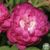 Pompon De Bourgogne -HEIRLOOM ROSES Sales pompon de bourgogne 1 1 1