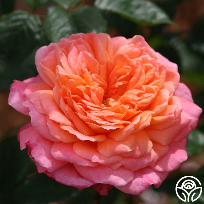 Portlandia™ 4 Portlandia™ - Image 2