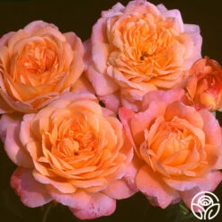 Portlandia™ 9 Portlandia™ -HEIRLOOM ROSES Sales portlandia 5