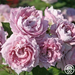 Poseidon™ 17 Poseidon™ -HEIRLOOM ROSES Sales poseidon 2 9