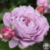 Poseidon™ -HEIRLOOM ROSES Sales poseidon 3 9