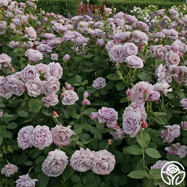 Poseidon™ 6 Poseidon™ - Image 4