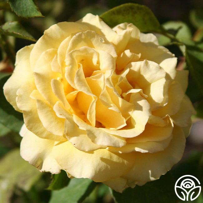 Pot 'O' Gold 4 Pot 'O' Gold - Image 2