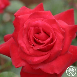 Precious Platinum -HEIRLOOM ROSES Sales precious platinum 2