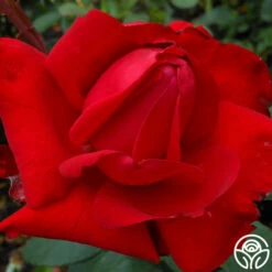 Precious Platinum -HEIRLOOM ROSES Sales precious platinum 3 1