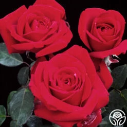 Precious Platinum -HEIRLOOM ROSES Sales precious platinum 4 1