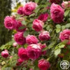Pretty In Pink Eden Climber® -HEIRLOOM ROSES Sales pretty in pink eden 4 1