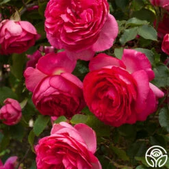 Pretty In Pink Eden Climber® -HEIRLOOM ROSES Sales pretty in pink eden 7