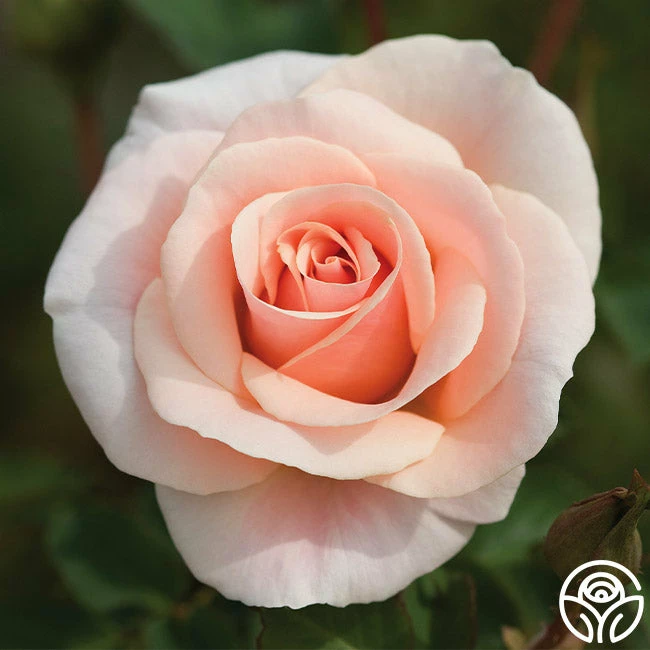 Pretty Lady® 3 Pretty Lady®