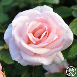 Pretty Lady® 8 Pretty Lady® -HEIRLOOM ROSES Sales pretty lady 3 8