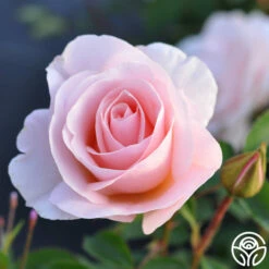 Pretty Lady® 9 Pretty Lady® -HEIRLOOM ROSES Sales pretty lady 4 1 1