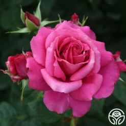 Pretty Lady Rose™ -HEIRLOOM ROSES Sales pretty lady rose 1 7