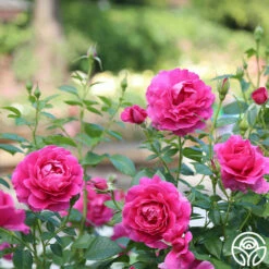 Pretty Lady Rose™ -HEIRLOOM ROSES Sales pretty lady rose 2